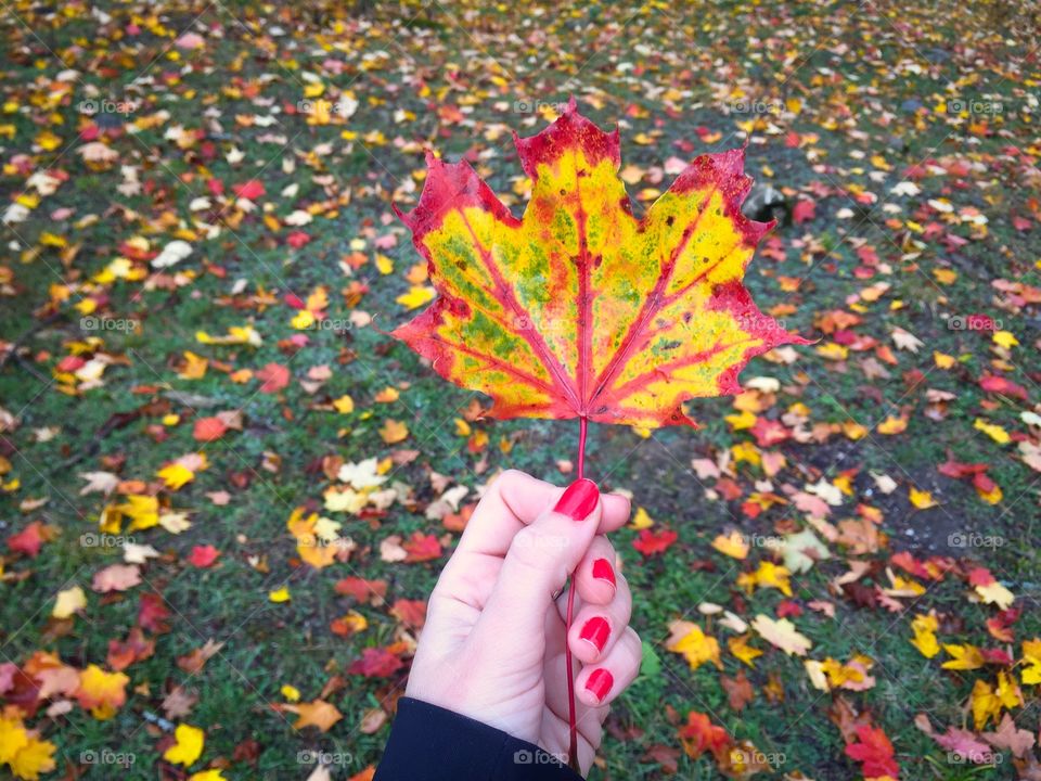 Colorful leaf