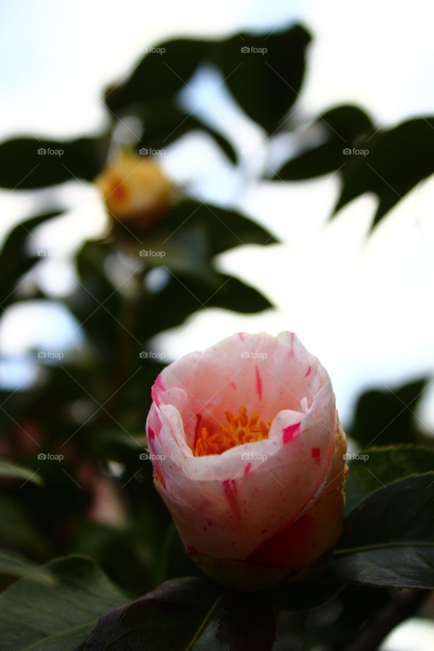 Camellia blossom.