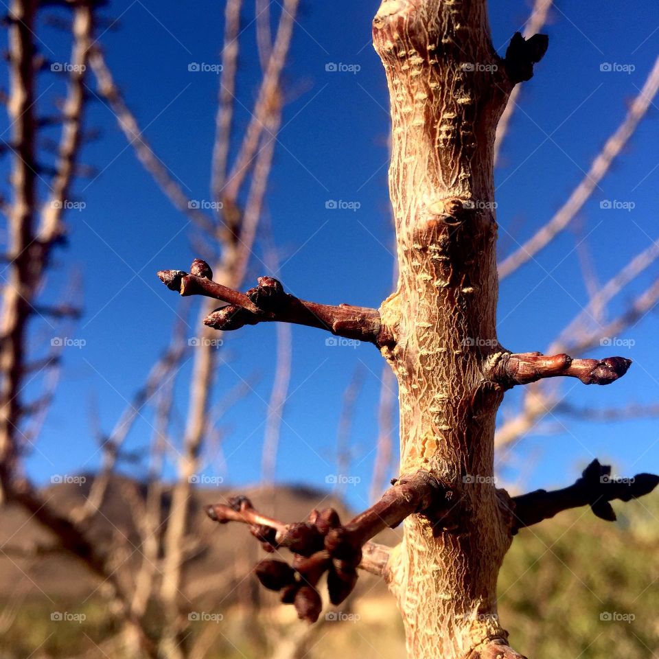 apricot buds tree