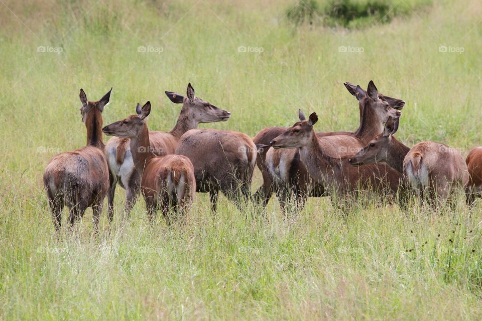 deer females in the deer farm