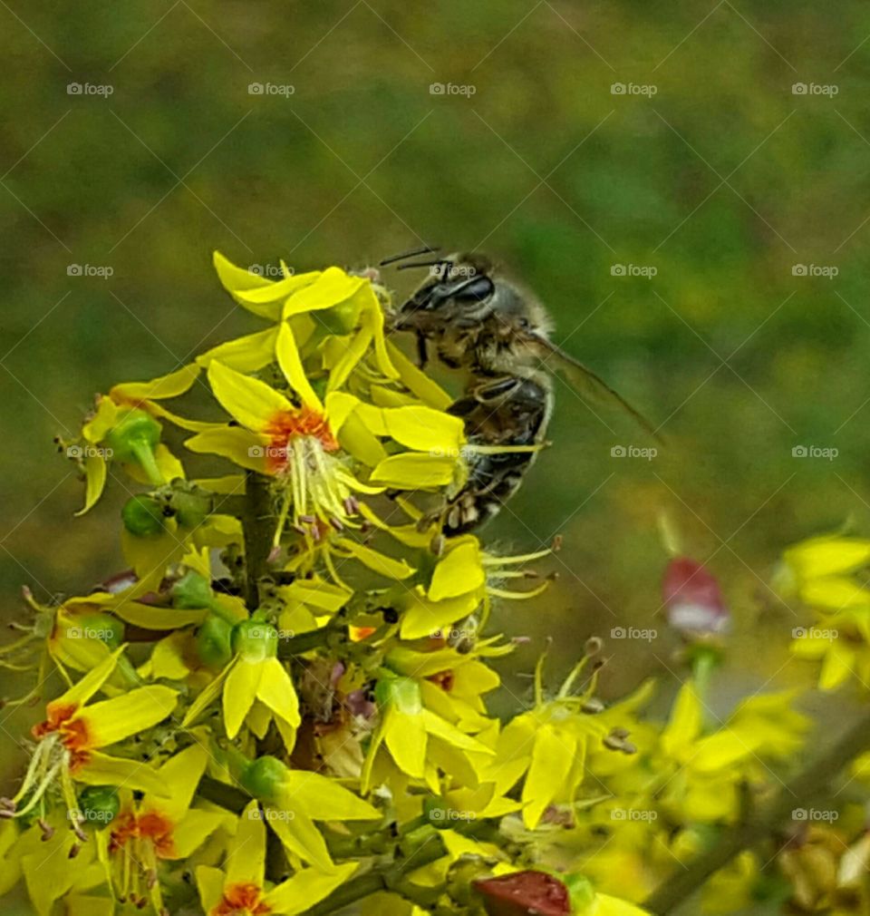 incredible bees