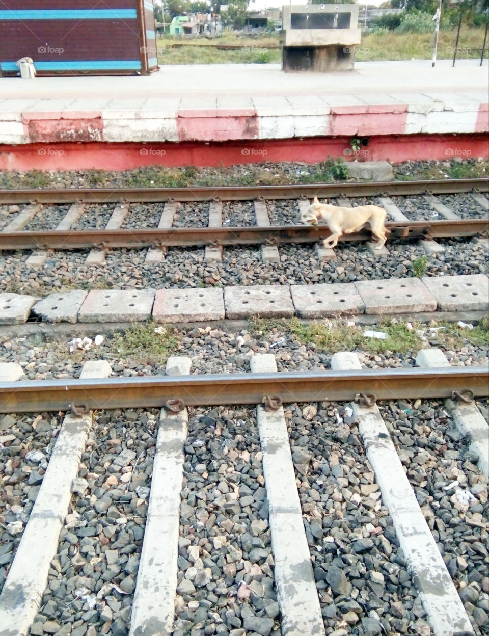 True photo of hunger, photo of bread and dog, picture of hunger forcing not only humans but also animals, hungry dog ​​rushing with bread, dog carrying bread on railway line,colour hunger dog photo,