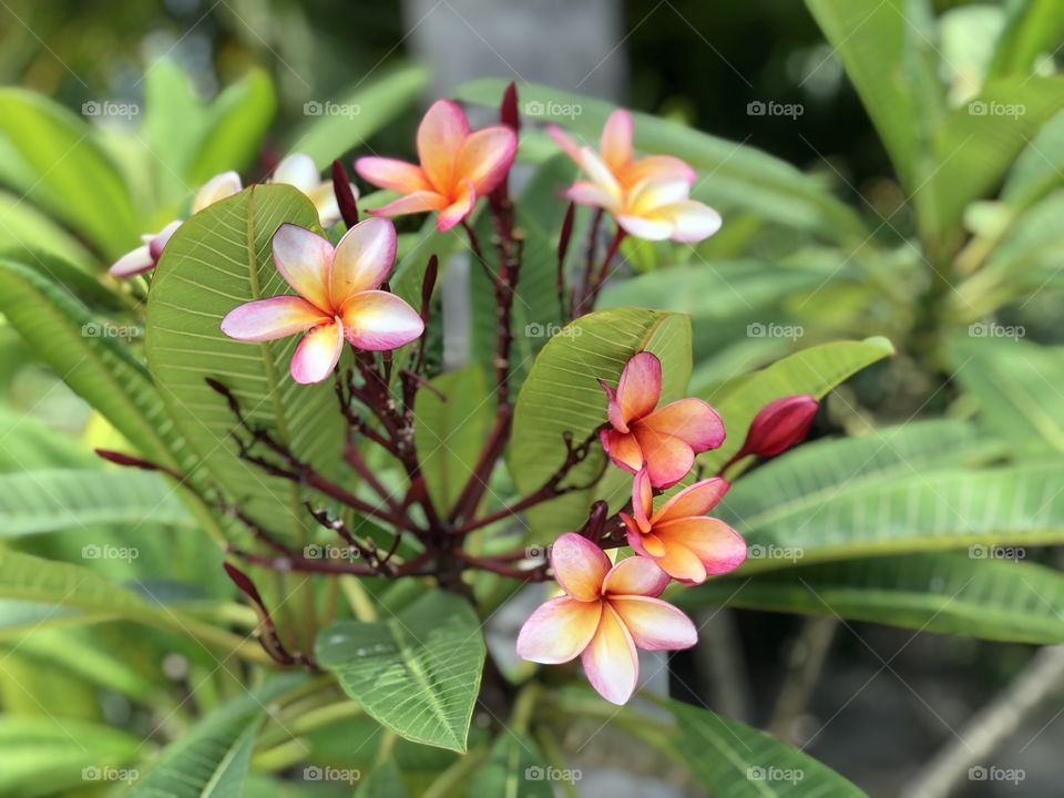 Imagine walking with a couple special people on a sunny day inches away from the sandy beaches of Costa Maya with an ocean breeze cool salty mist and you come across a beautiful flower and capture its essence to help you remember the beauty of it all