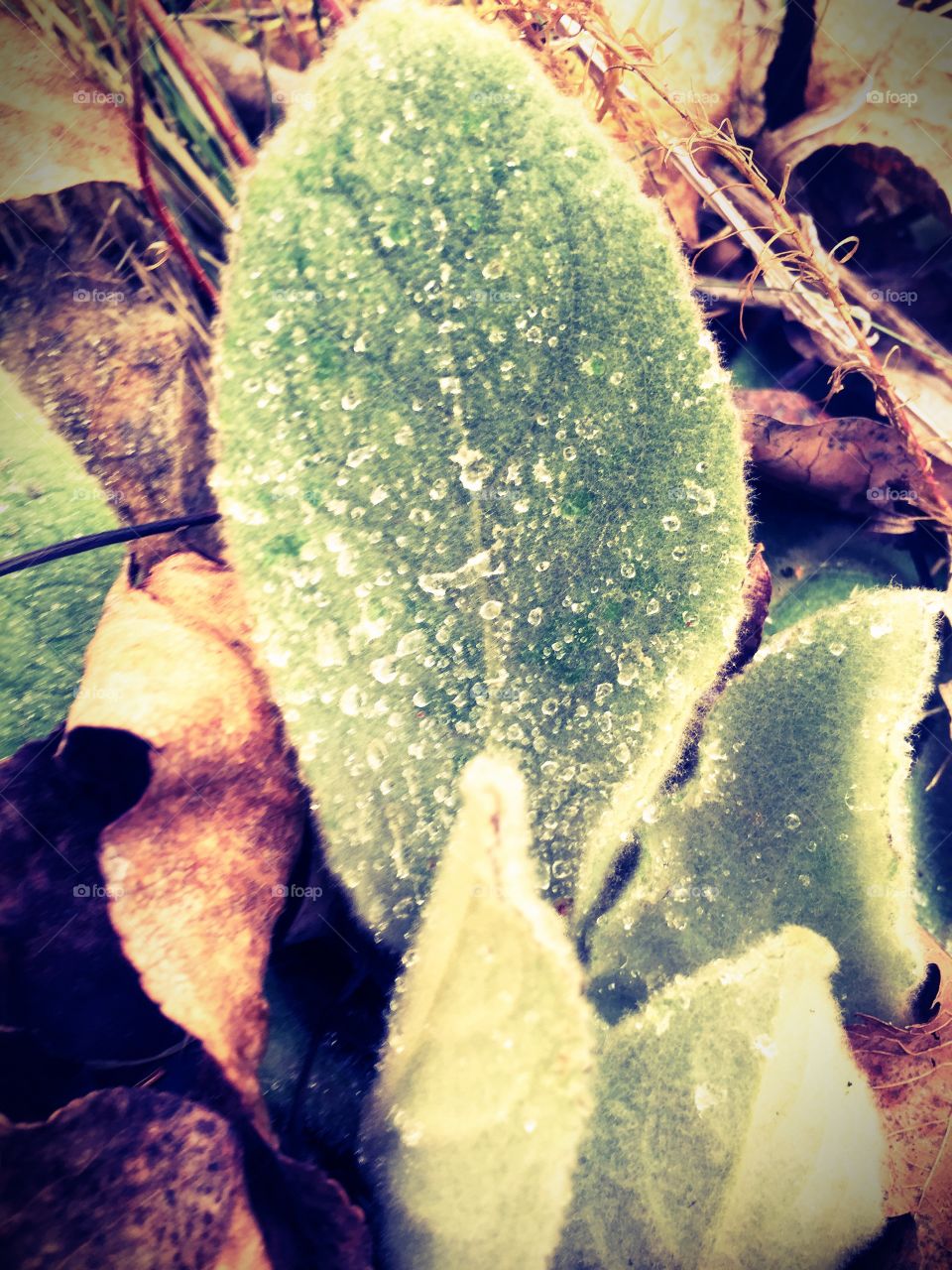 Frosted find Adirondacks 