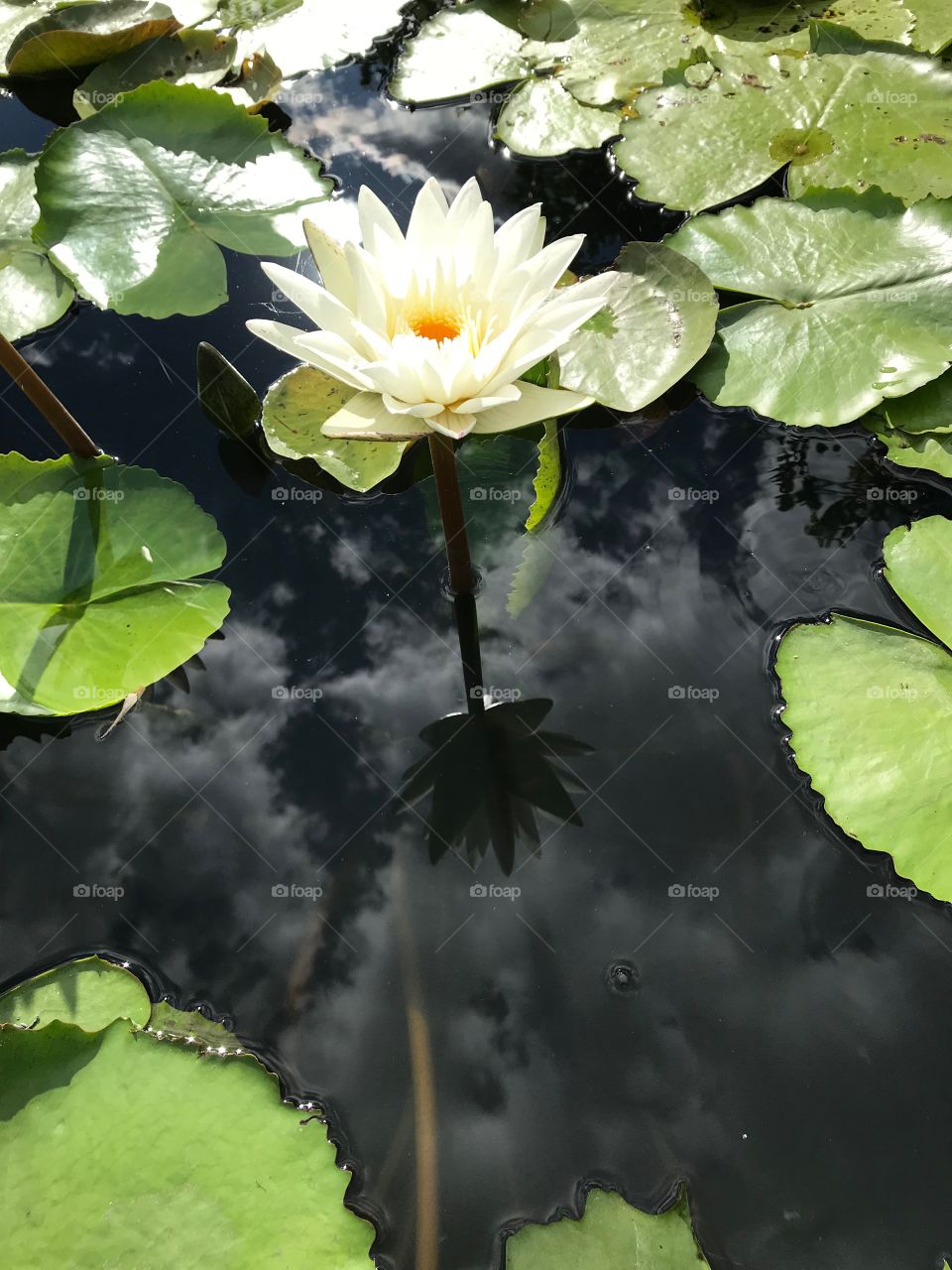 looks like flower grows frome sky Nice reflect