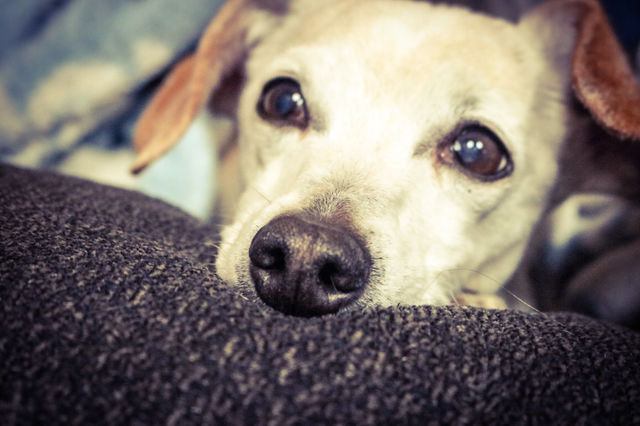 Honey Puppy 
