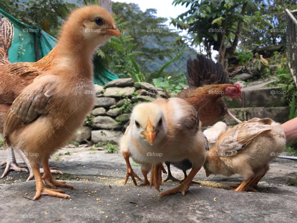 Beautiful babys. Chicken