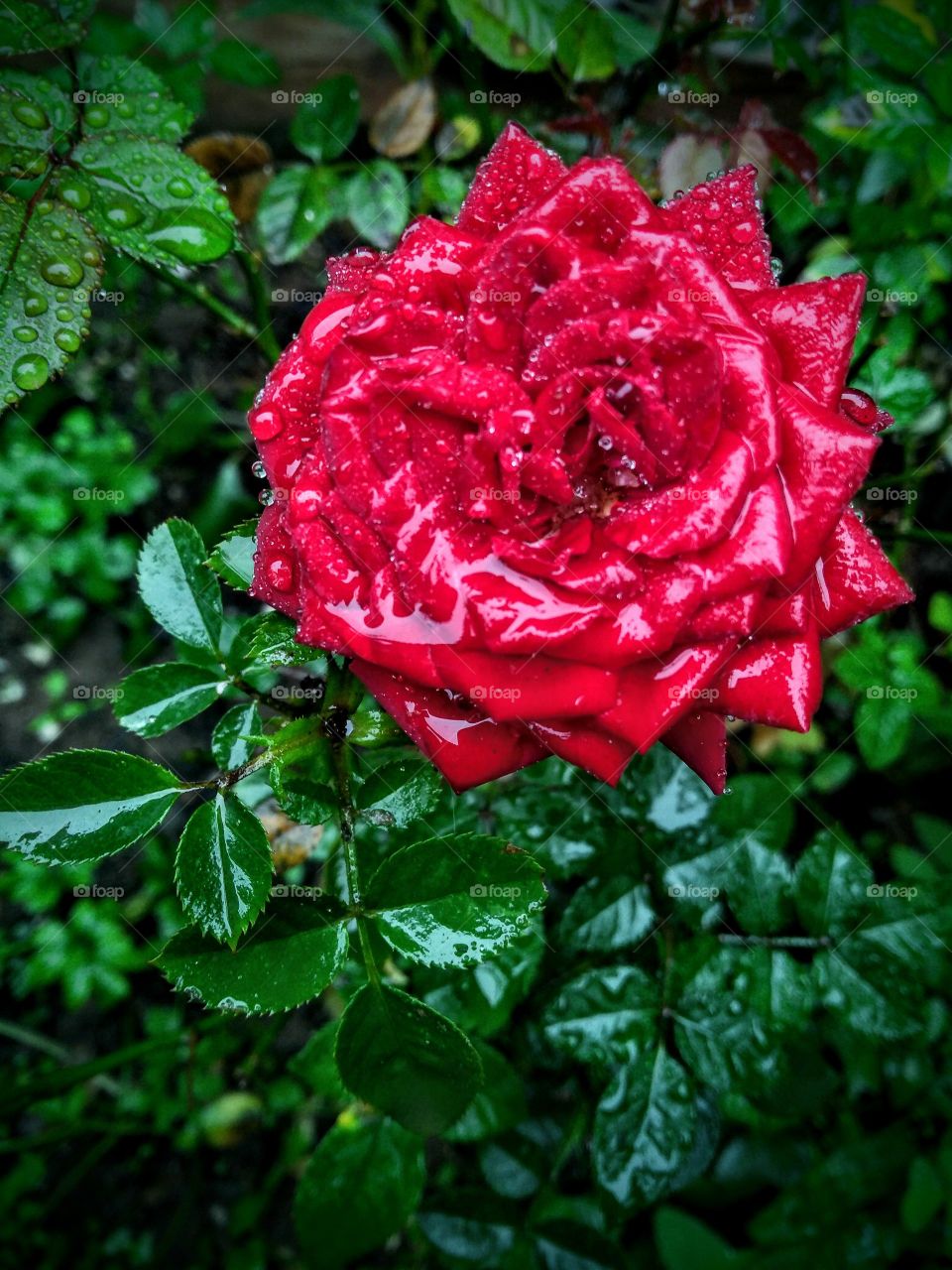 Wet red rose... Rosa vermelha molhada...