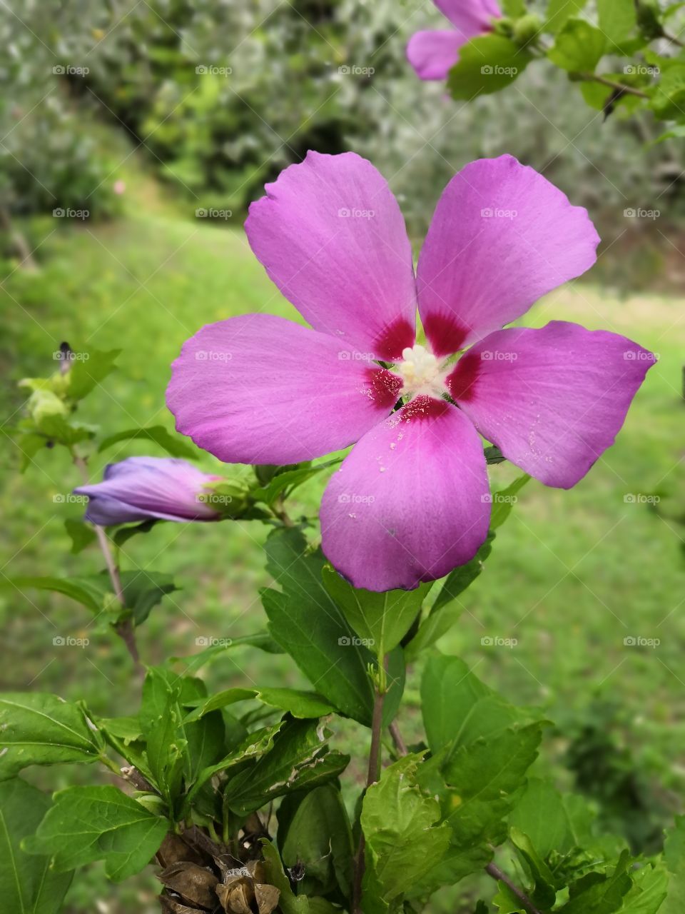 Beautiful hibiscus in the garden