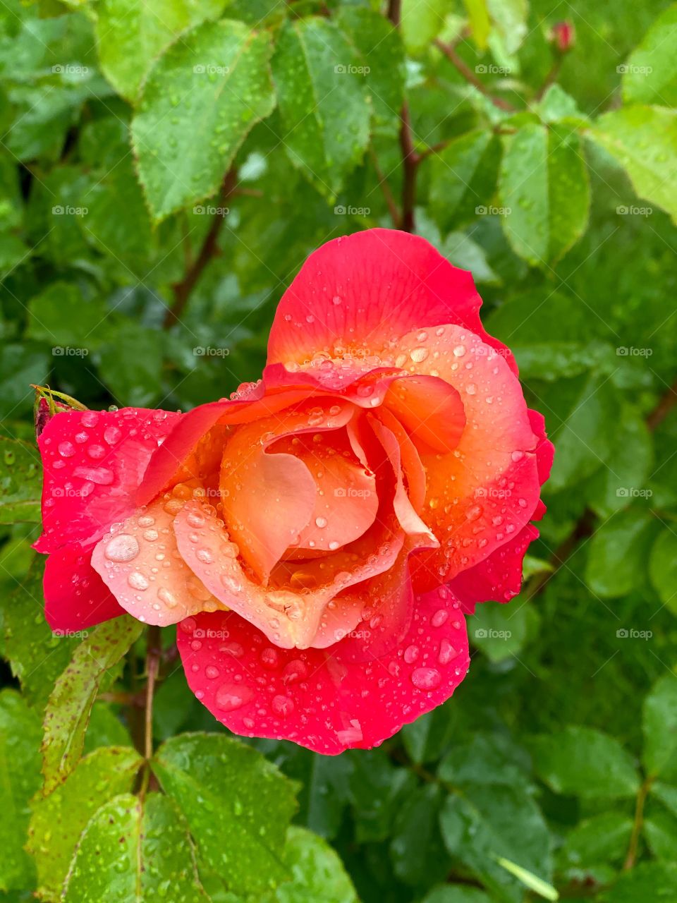 Raindrop and rose