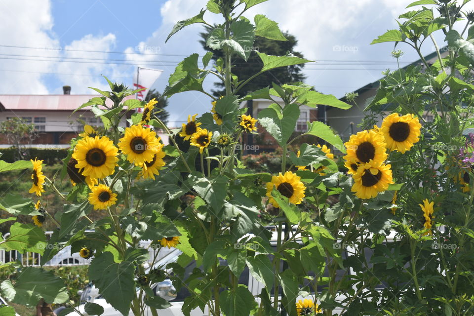 Eye soothing Beautiful flowers