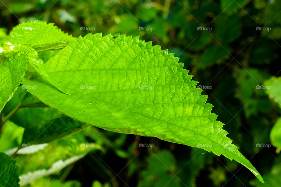 Beautiful green leaf closeup photography