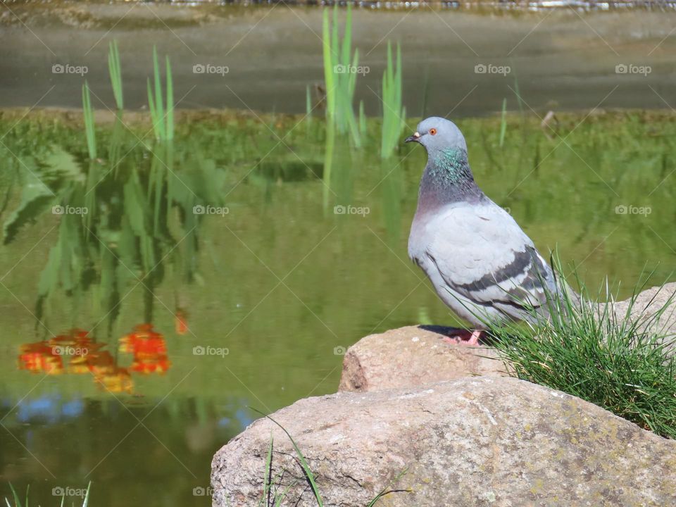 Pigeon and tulips reflection in water