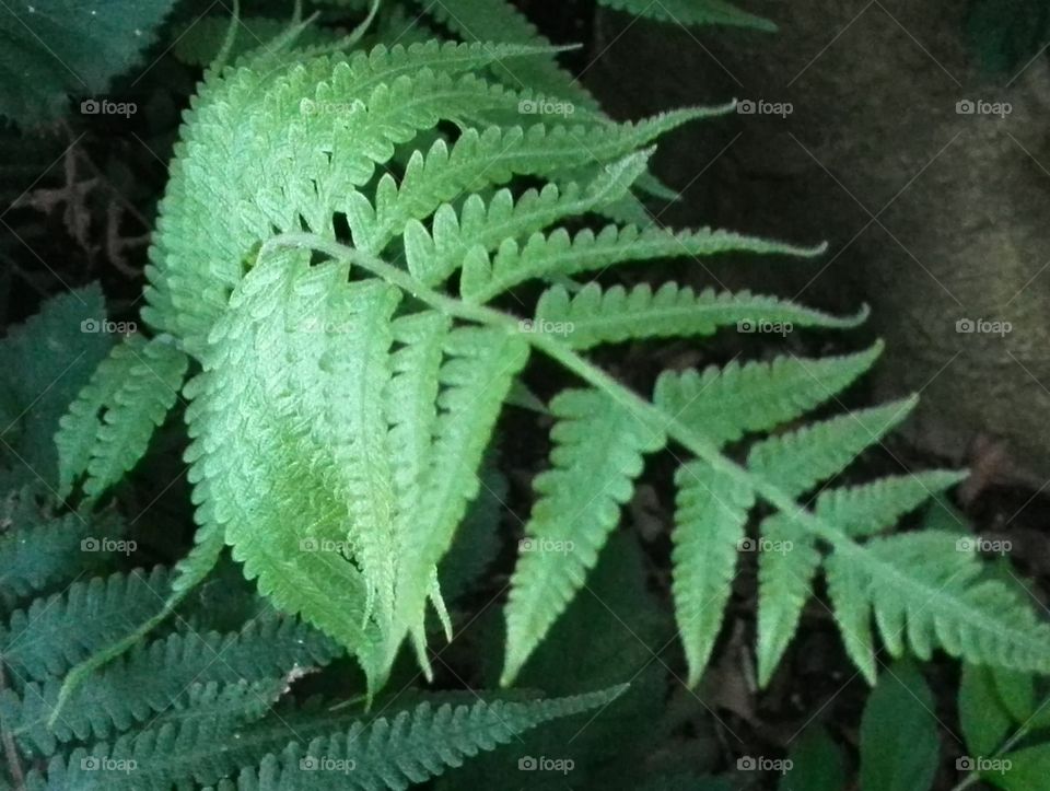 Young fern leaves