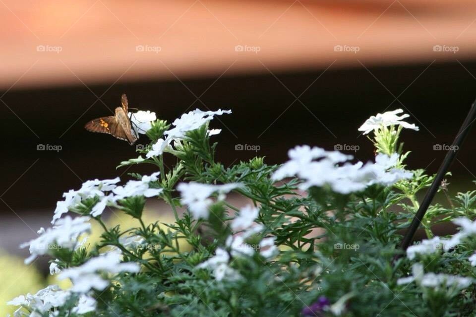 Moth or hummingbird?