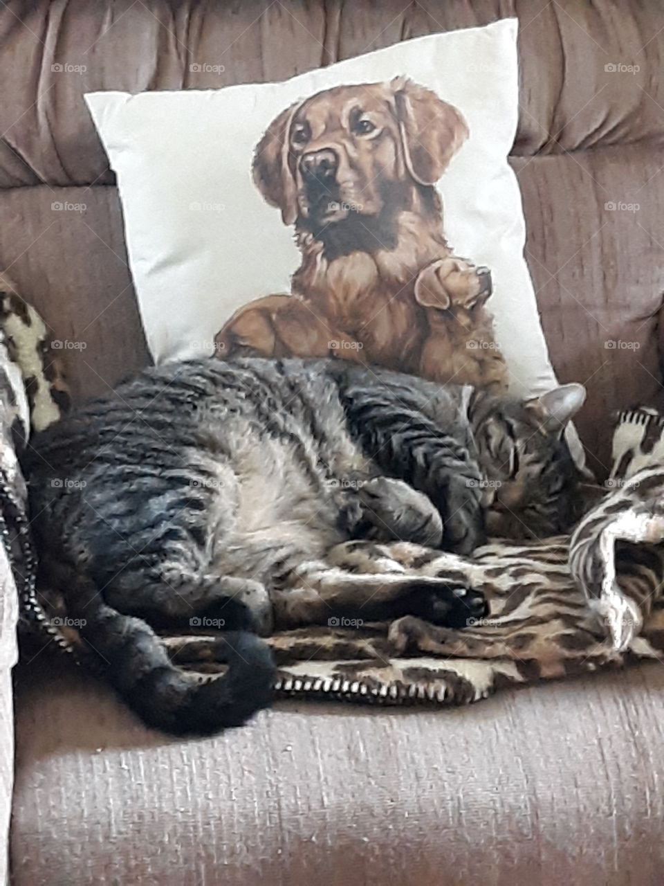 Cat nap anyone? Here's Sarge, sound asleep on Grandma's chair. Sarge loves my leopard print blanket!