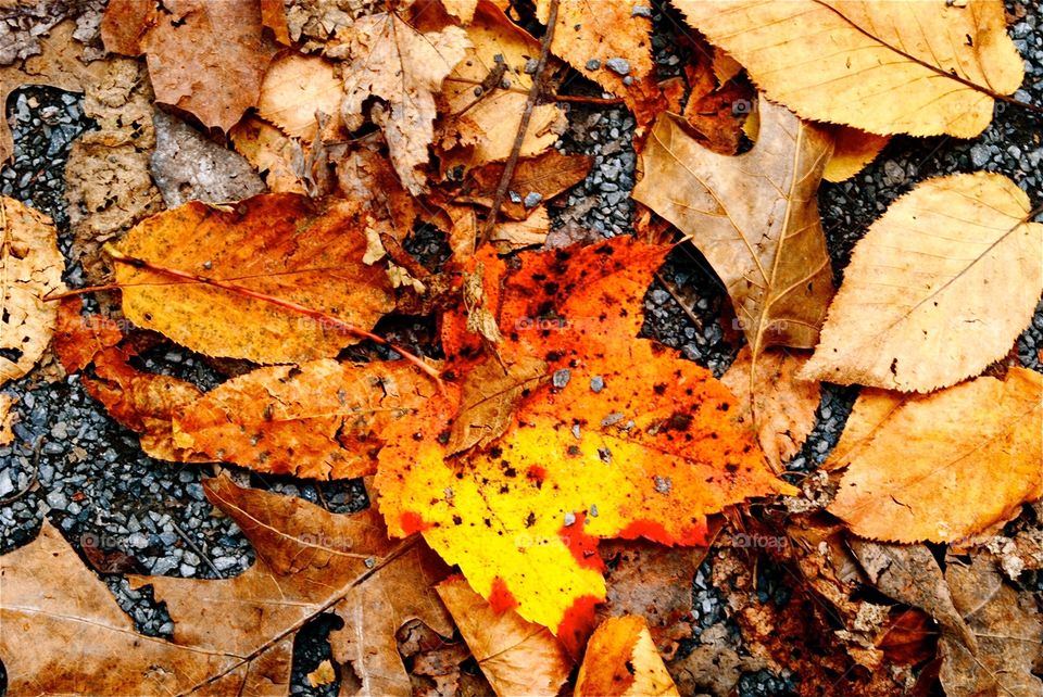 Dead Leaves and the Dirty Ground