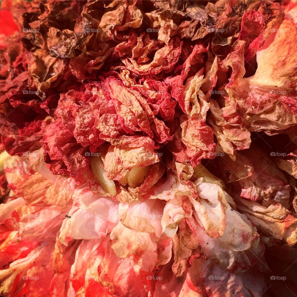 Detail of withered pomegranate flower