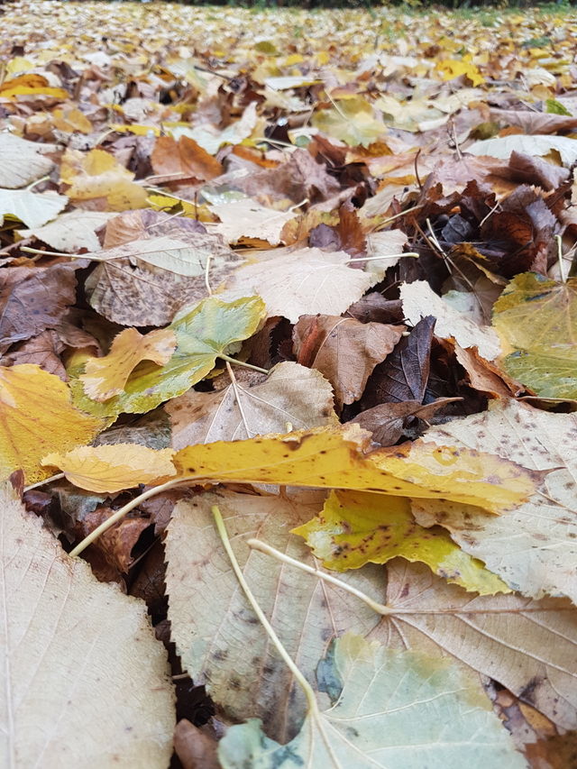 fall
