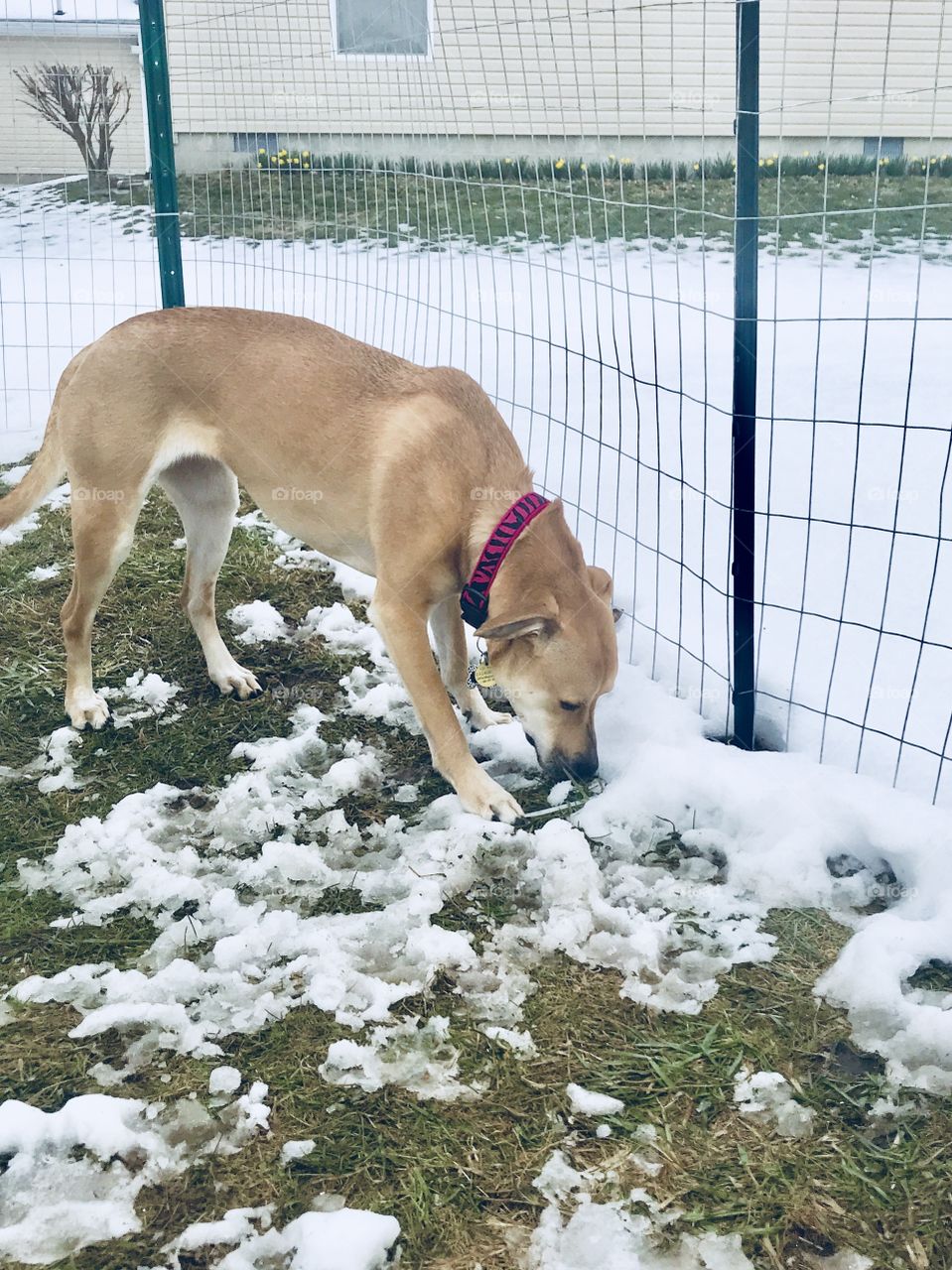 Bella trying to eat the snow! 