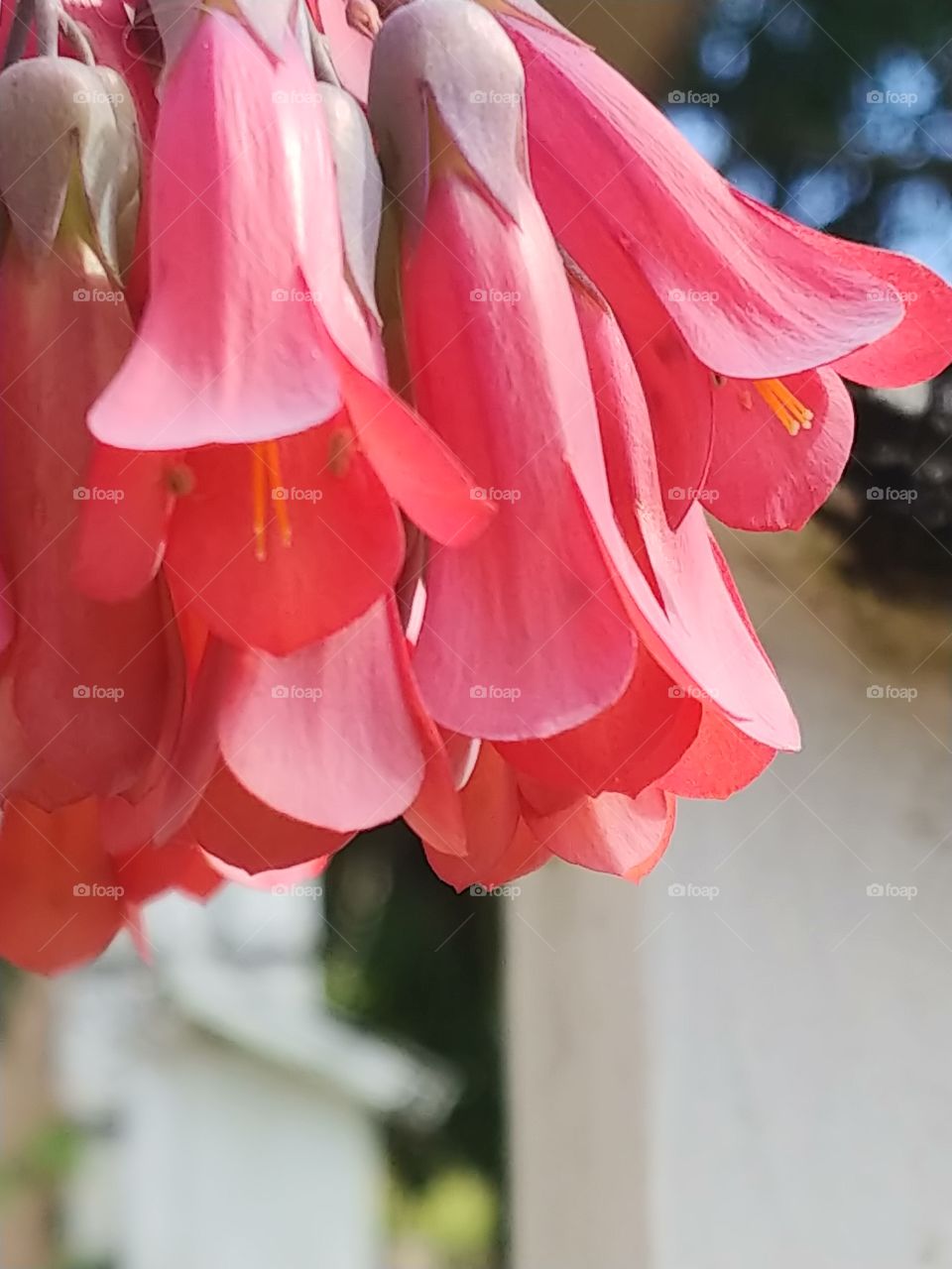 Picture of the bright pink, hanging Mother of Millions flowers in front of a white picket fence.