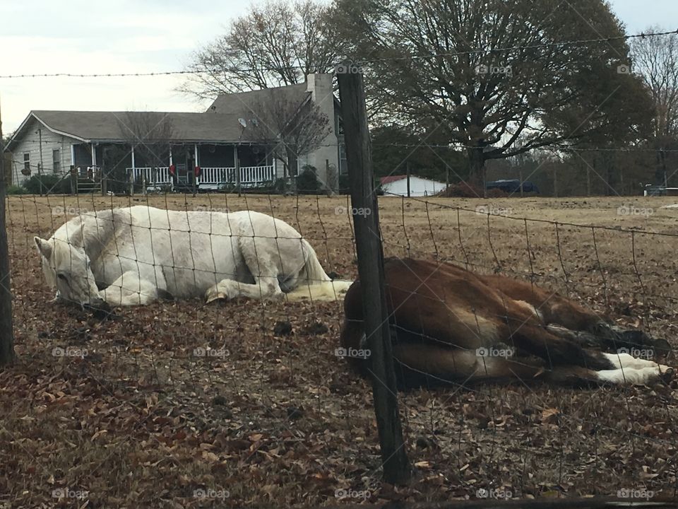 Sleeping horses on ground.