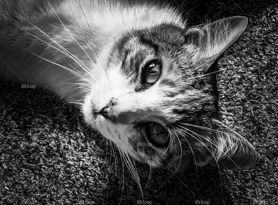Black and white close up of calico kitty with glistening eyes and long whiskers