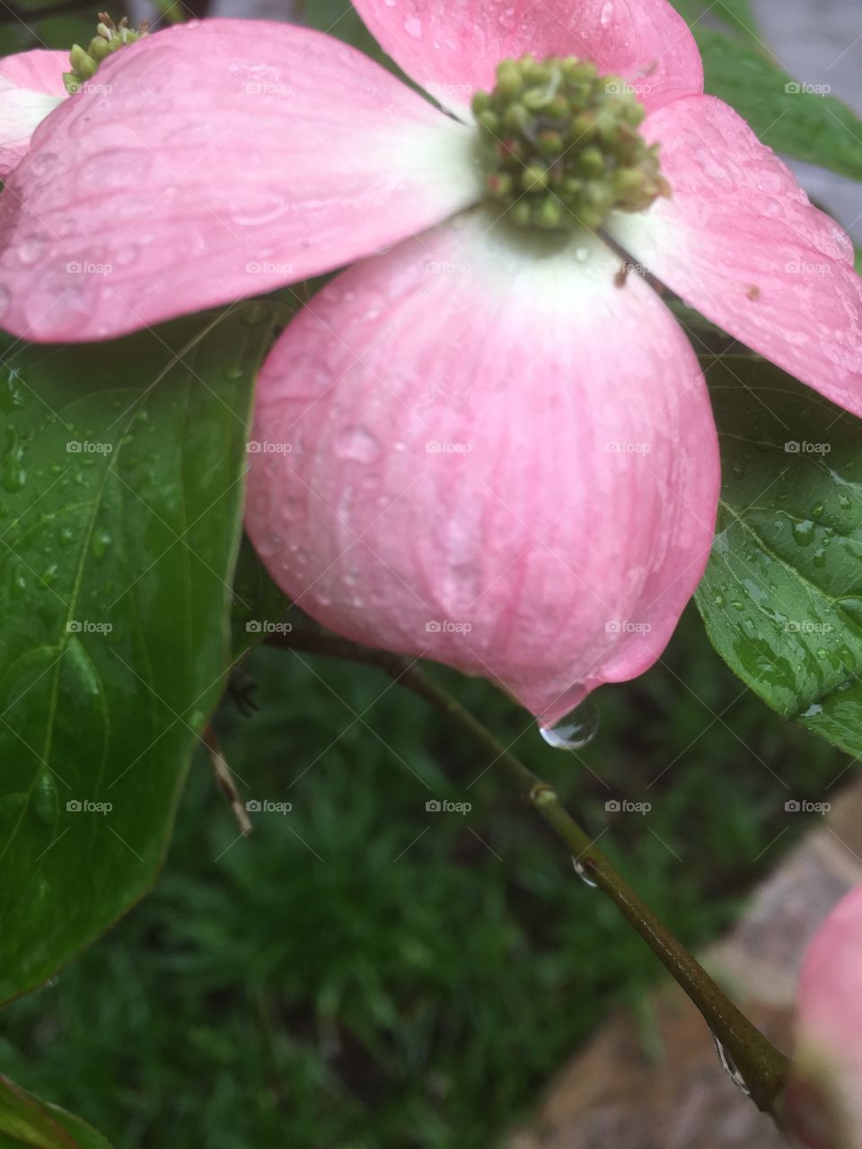 Raindrops on Dogwood. Beauty and grace