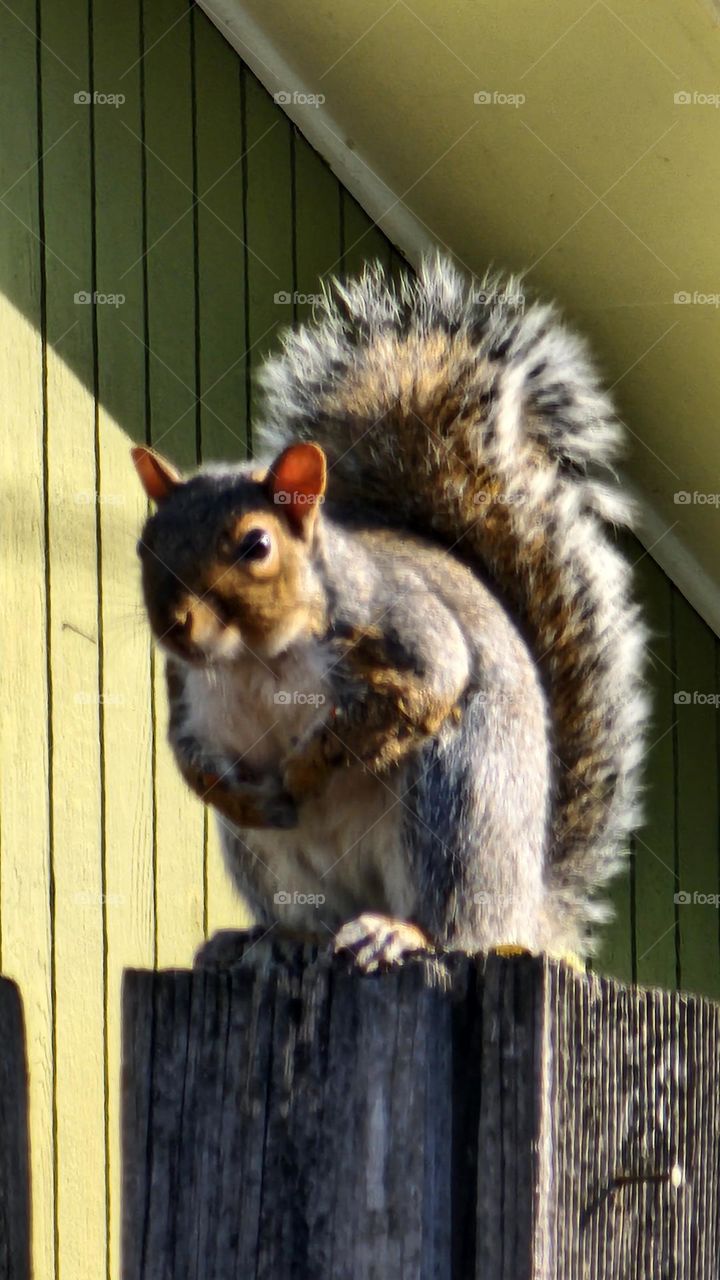 Meeting Albert the square while he munched nuts