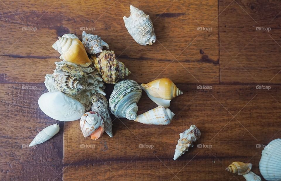 Seashells Grouped and Scattered