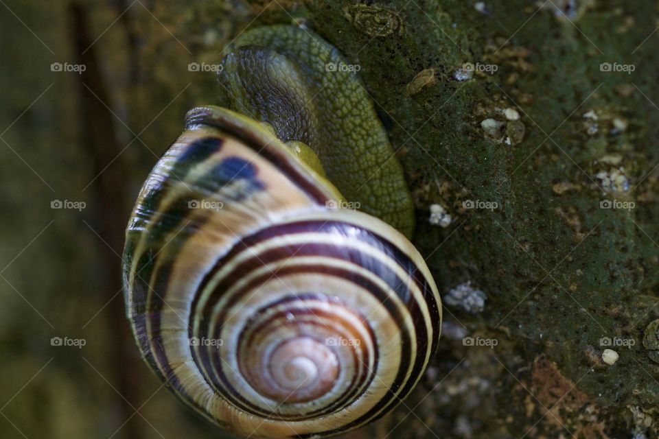 Snail