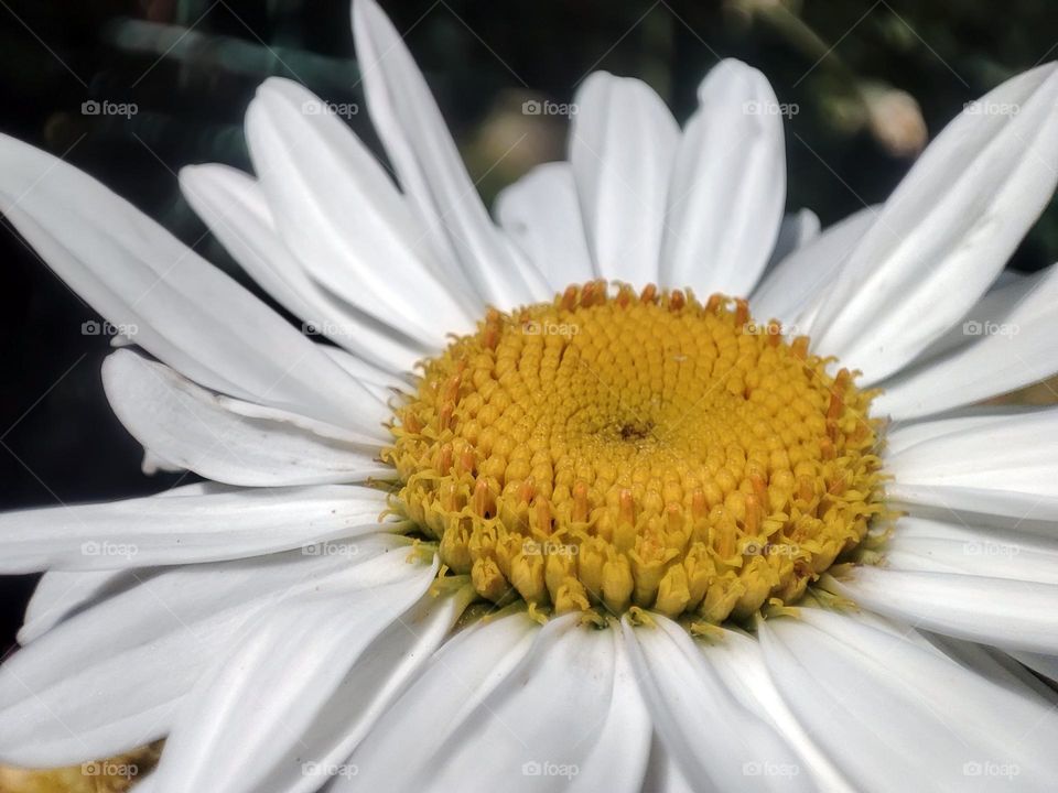 Macro photo of a flower growing in the garden