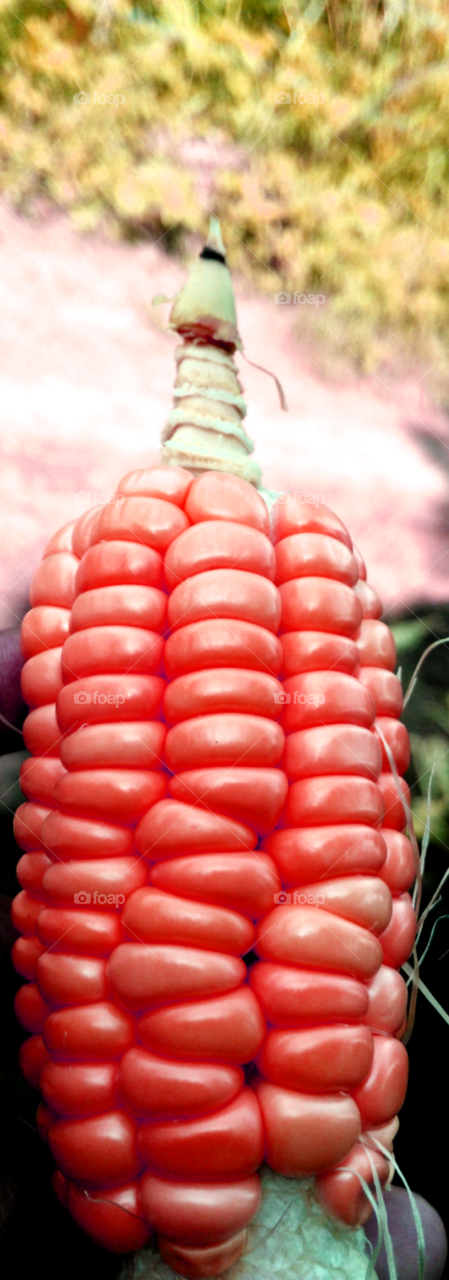 I different kind of corn found !! Omg thats soo beautiful.!!