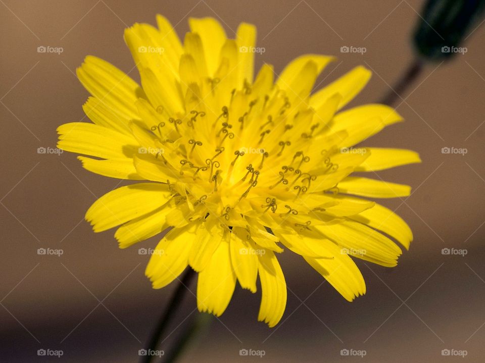 Yellow flowerhead