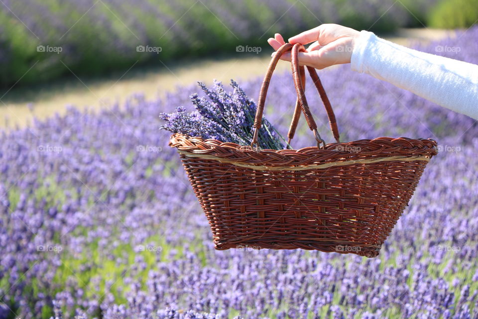 Hand holding a bucket with fresh cut lavender from the field 