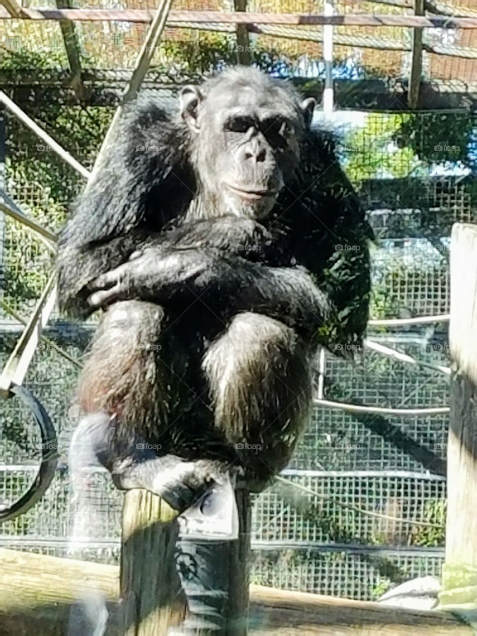 Chimpanzee chilling on a pole