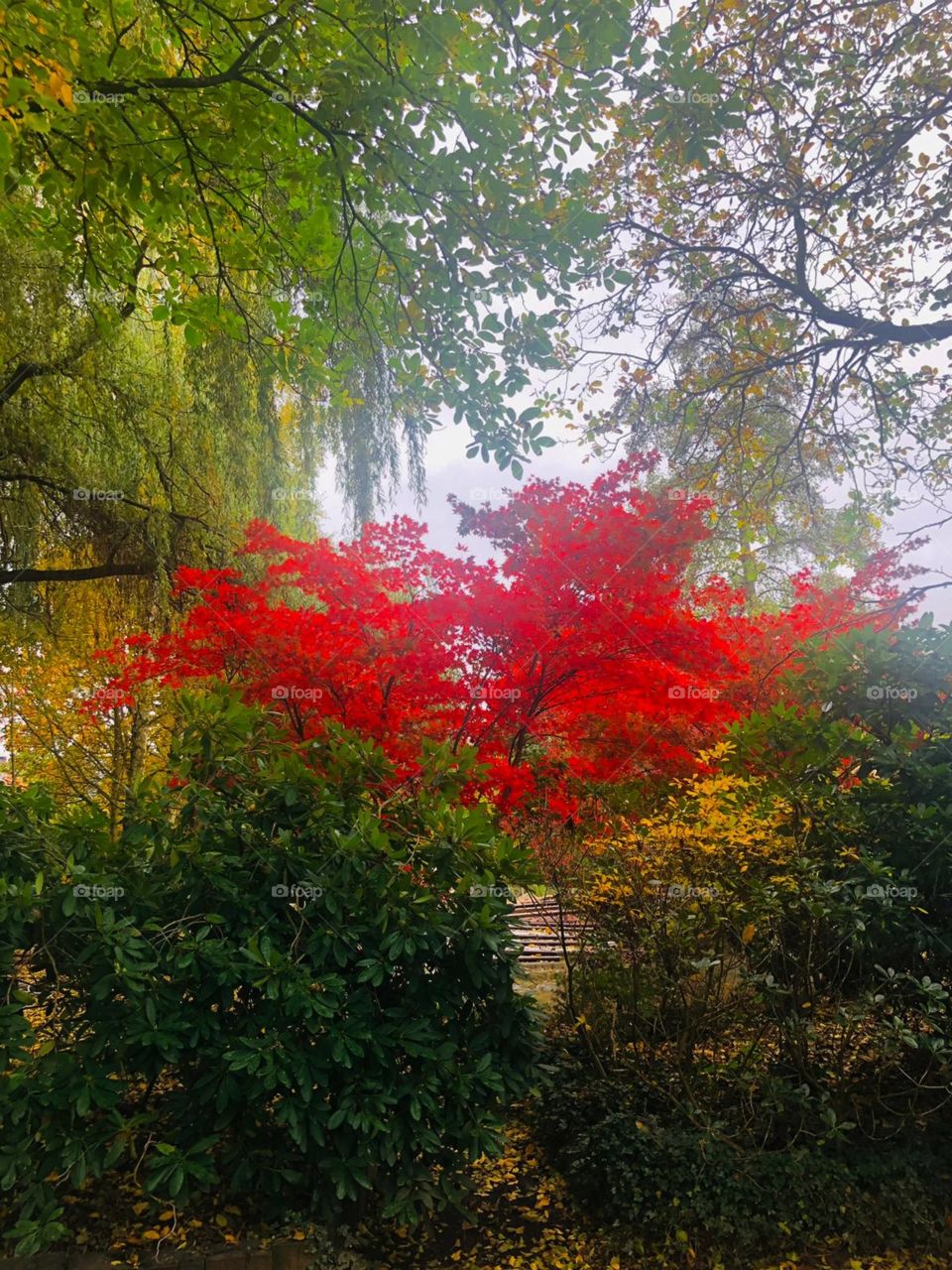 Red Tree in front of green and brown