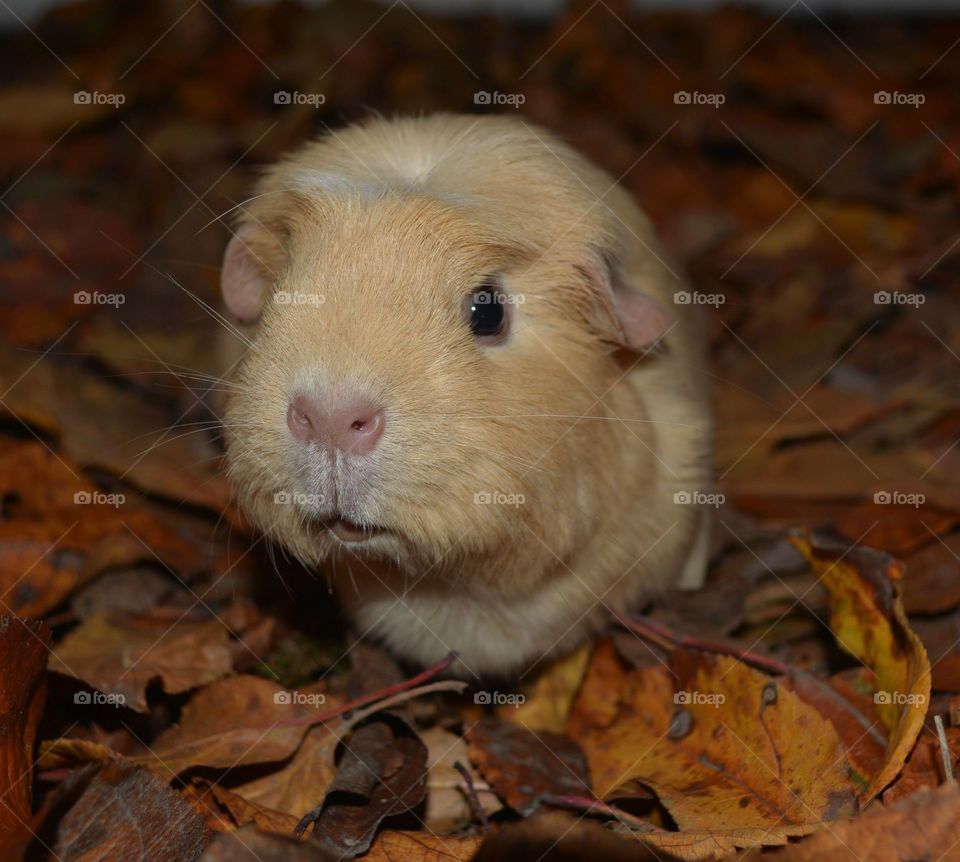 Very nice autumn photo of guinea pig Simon. The photo has very high quality because I use professional photo machine. LOVE PETS! 