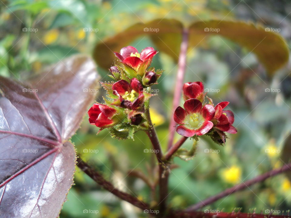 Red and yellow flower makro