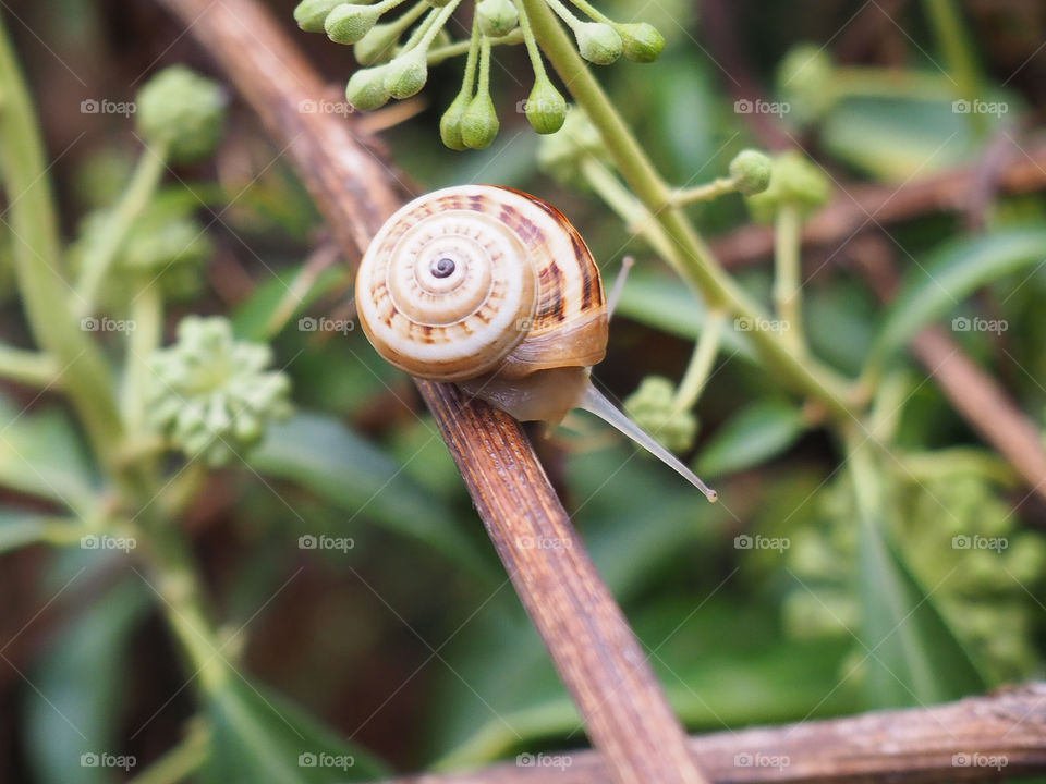 snail