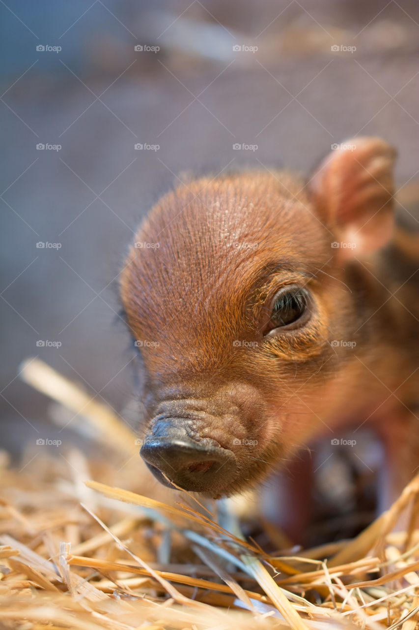 Close-up of a piglet