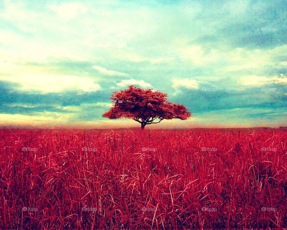 red field