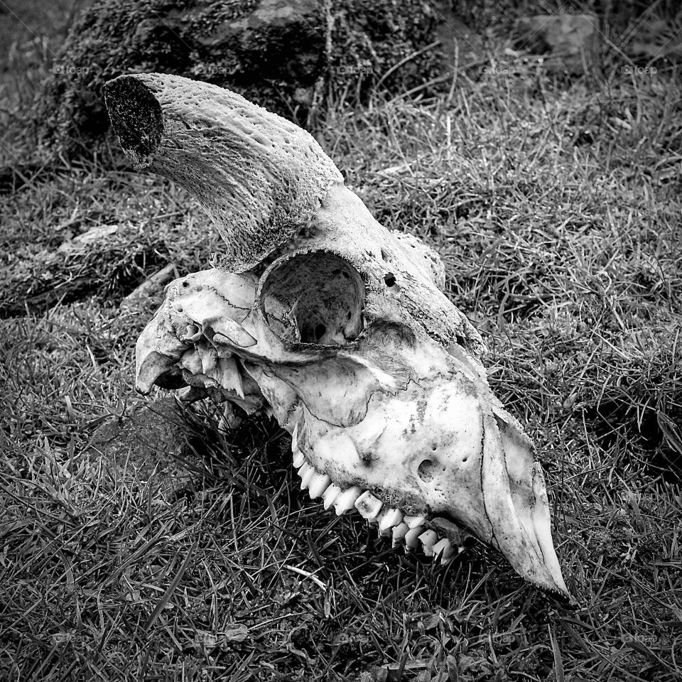 A ram’s skull found in grazing fields