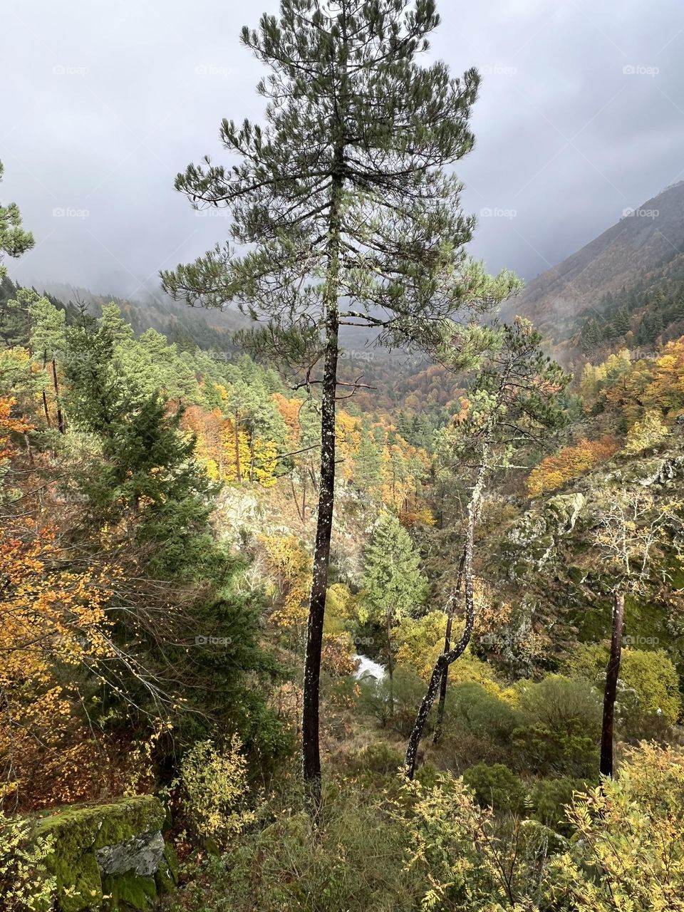 Nature view in Portugal 