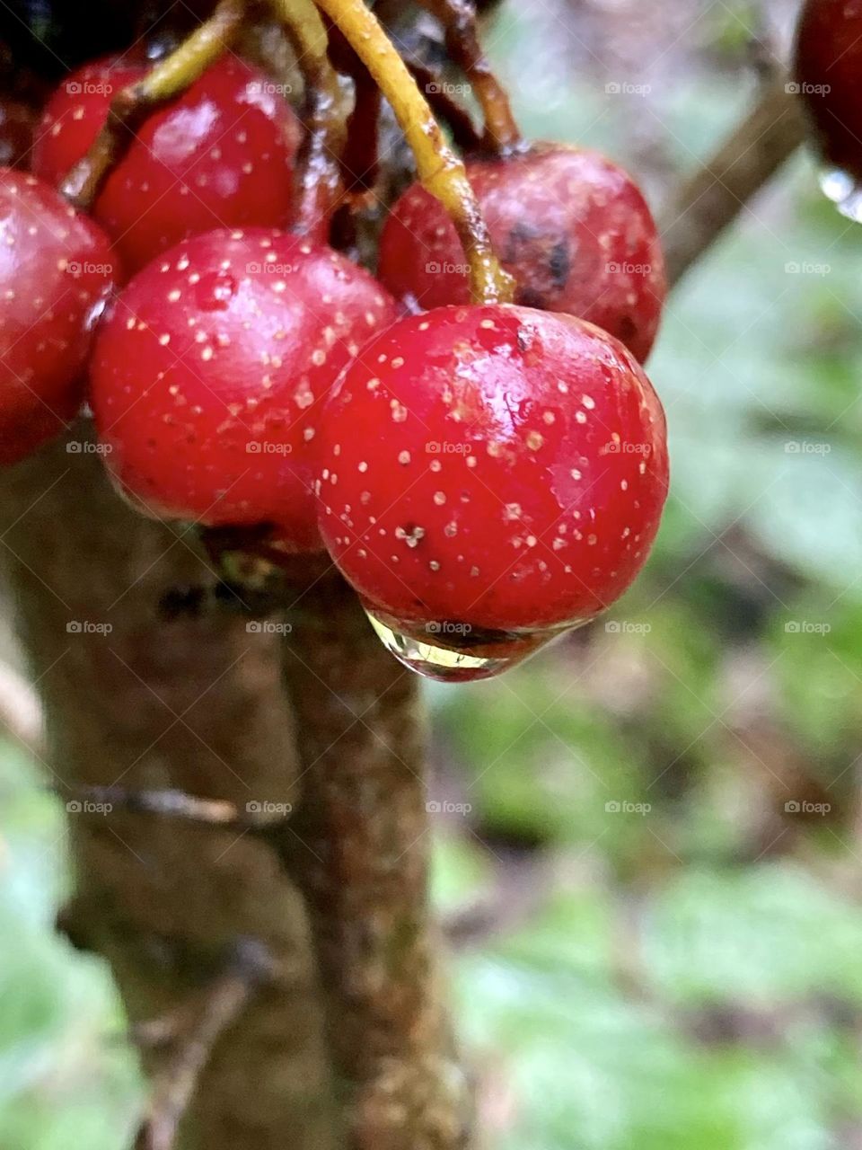 Berries in hedgerow