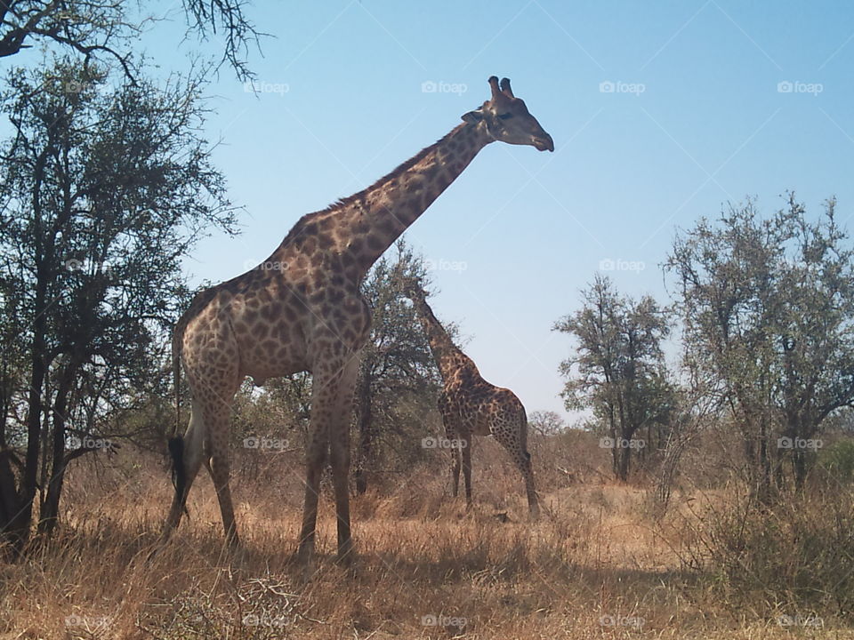 Kruger giraffe