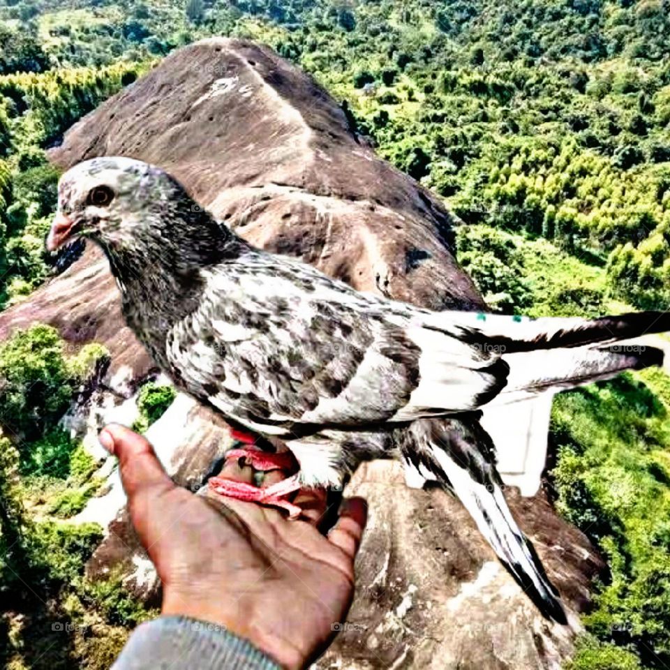 A most beautiful and cute bird.