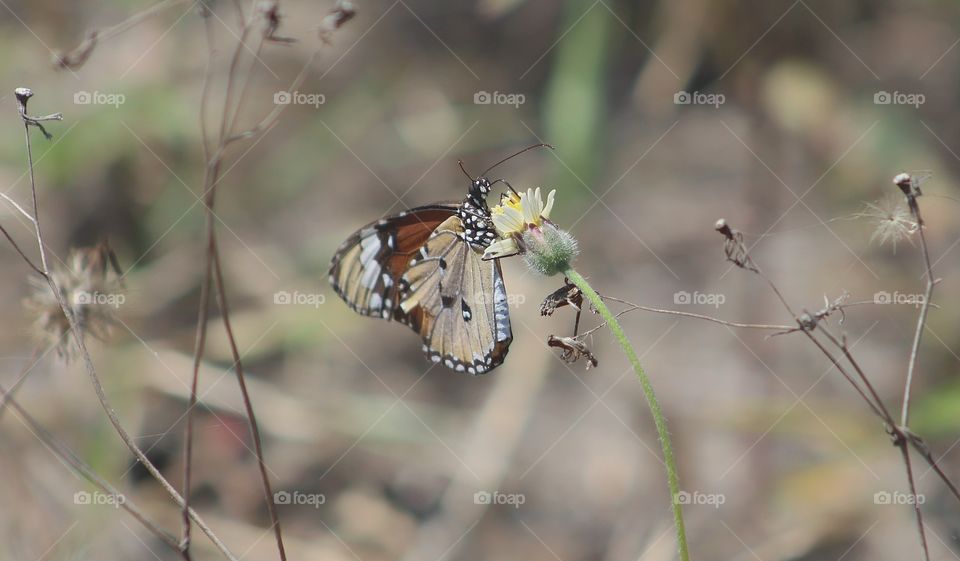 Butterfly fendra