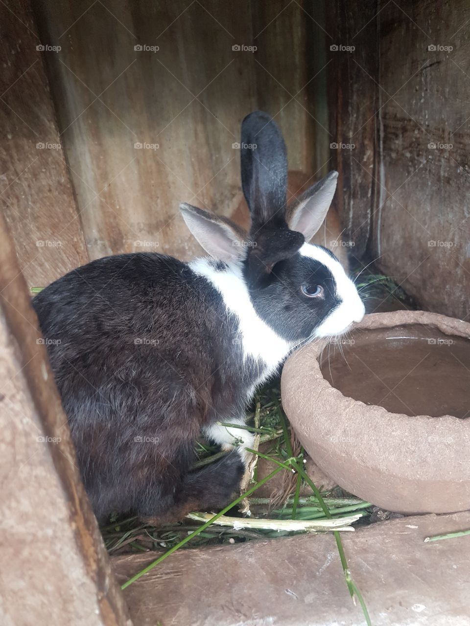 A rabbit in it's shed with some food and drinking water.