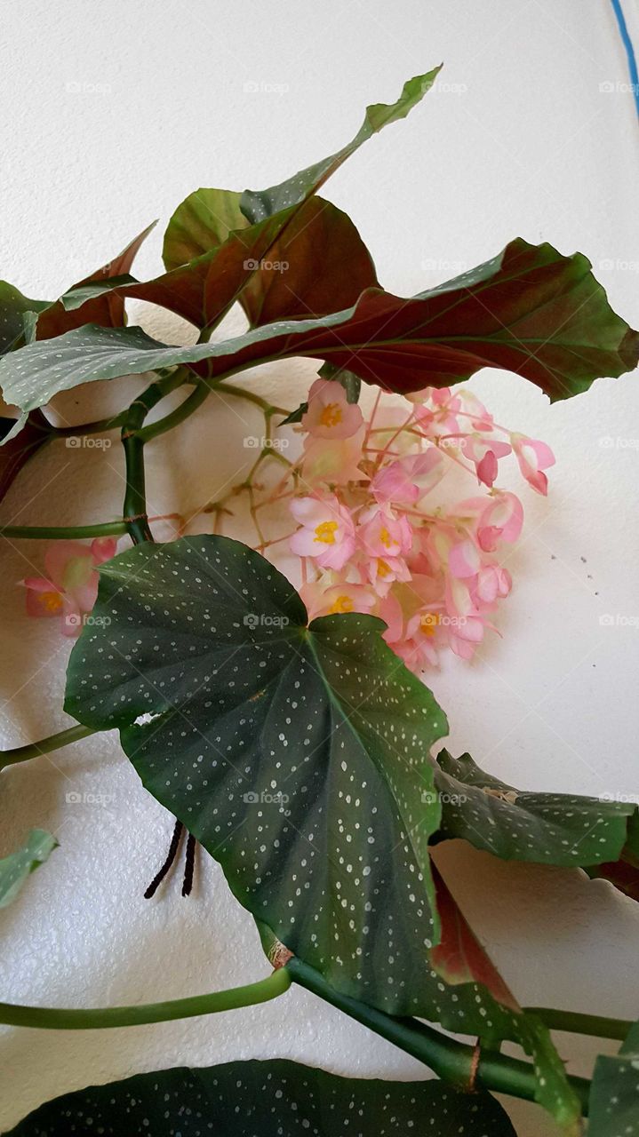 beautiful light and dark pink flowers on a spotted Begonia plant